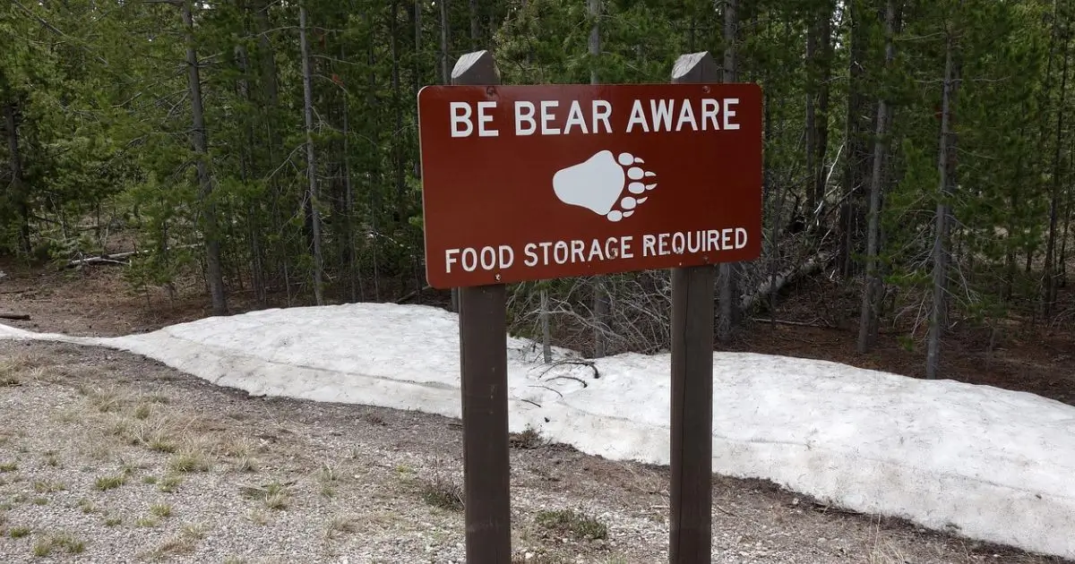 bear safety tips for camping